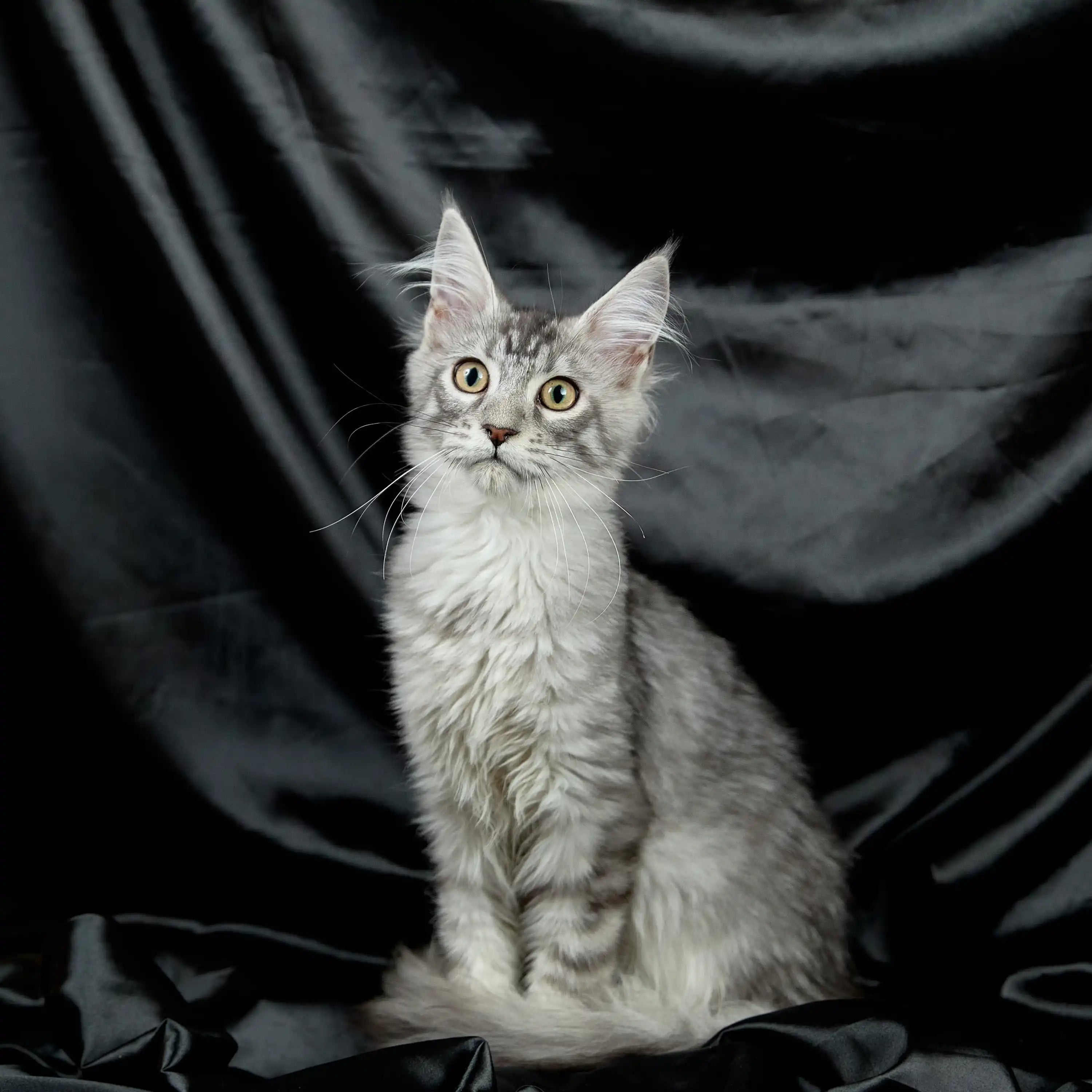 Maine Coon Kittens for Sale Saymon | Kitten