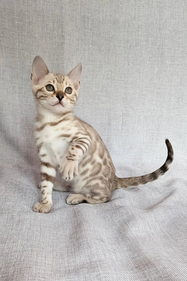 Scarlet | bengal kitten