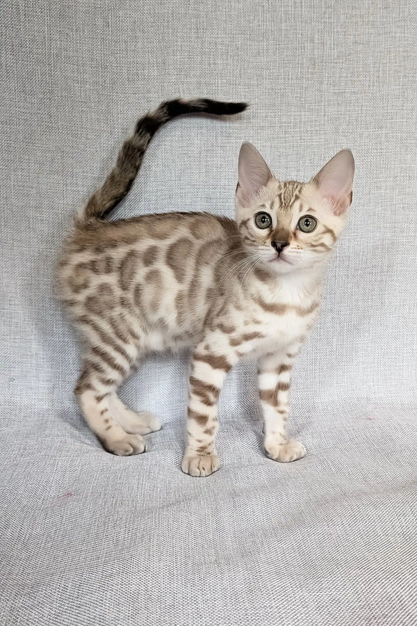 Scarlet | bengal kitten