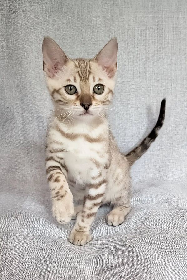 Scarlet | bengal kitten