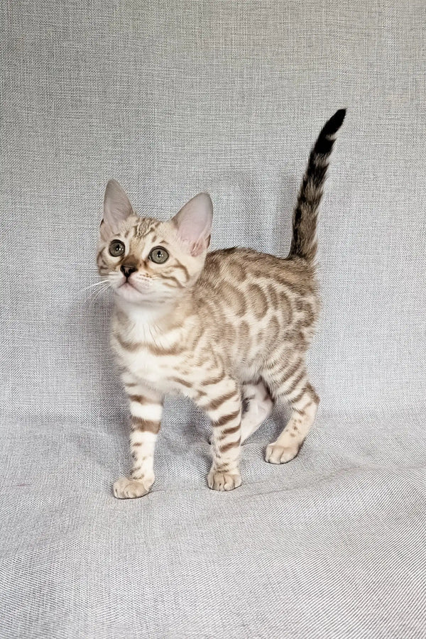 Scarlet | bengal kitten