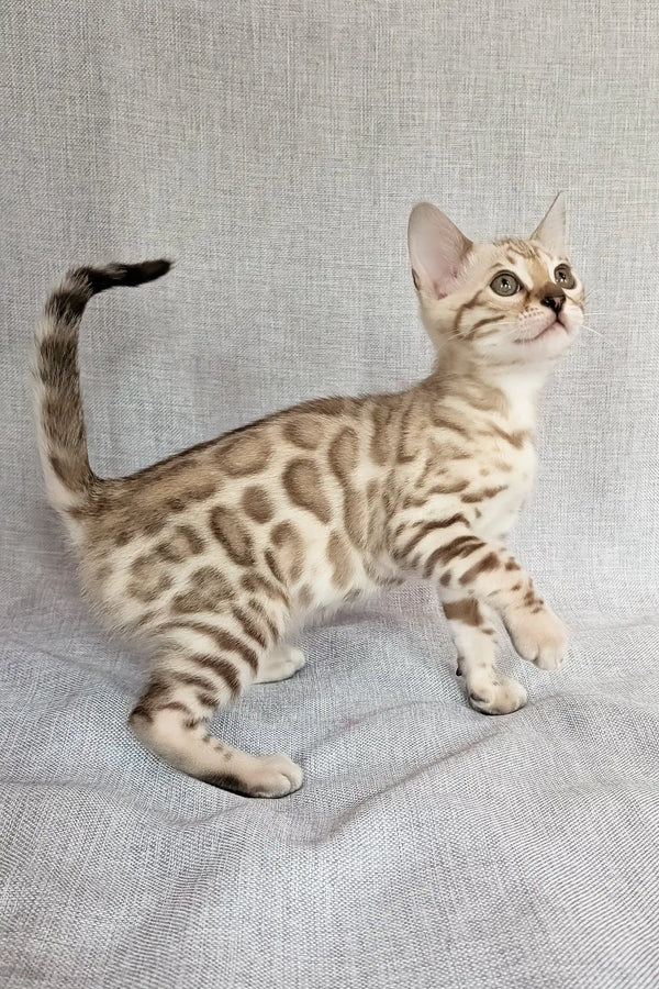 Scarlet | bengal kitten