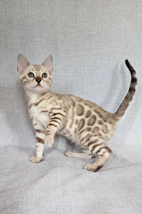 Scarlet | bengal kitten