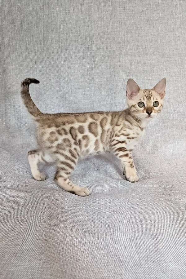 Scarlet | bengal kitten