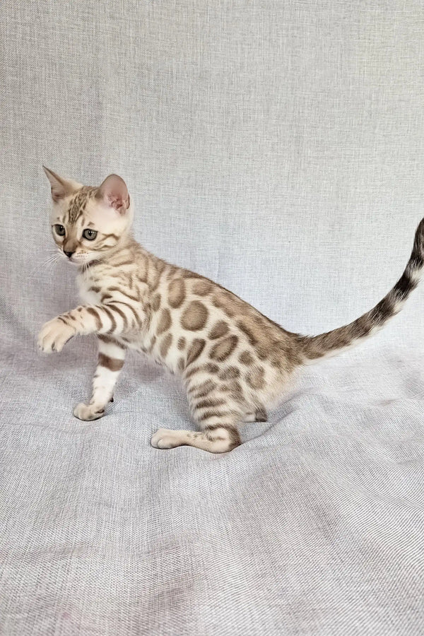 Scarlet | bengal kitten