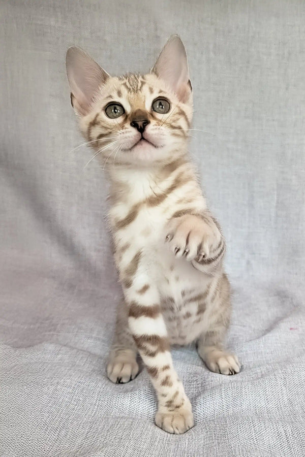 Scarlet | bengal kitten