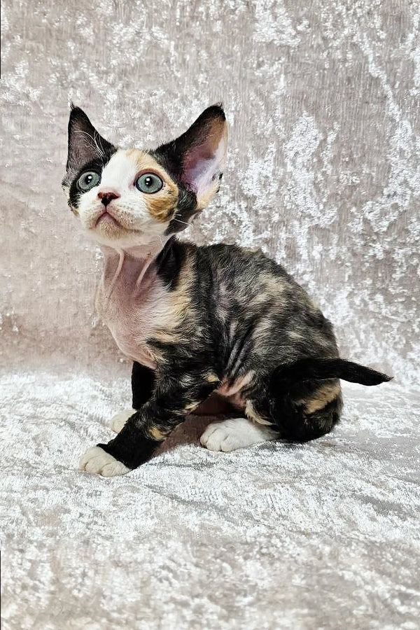 Calico Devon Rex kitten with large ears sitting on a cozy textured surface