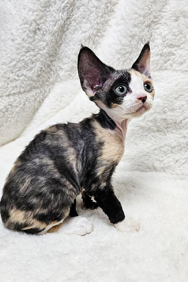 Scarlett is an adorable Devon Rex kitten with large ears and black and white fur