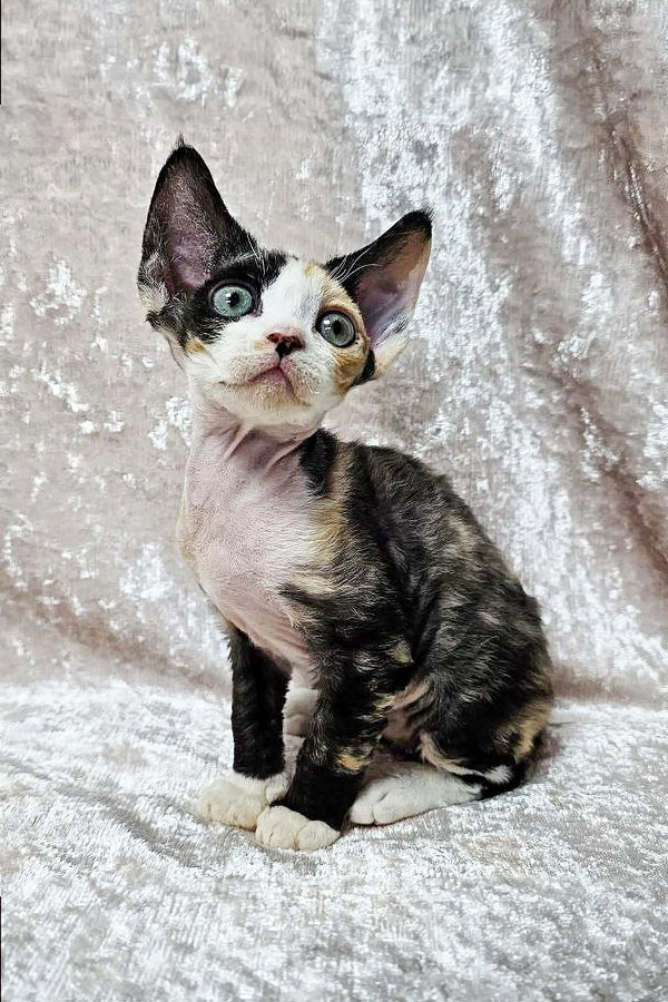 Wide-eyed Devon Rex kitten with black, white, and tan fur sitting upright