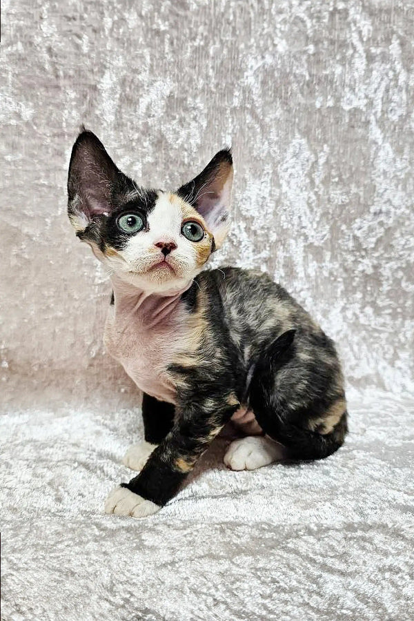 Sphynx kitten with blue eyes and patches, a cute addition to any Devon Rex family