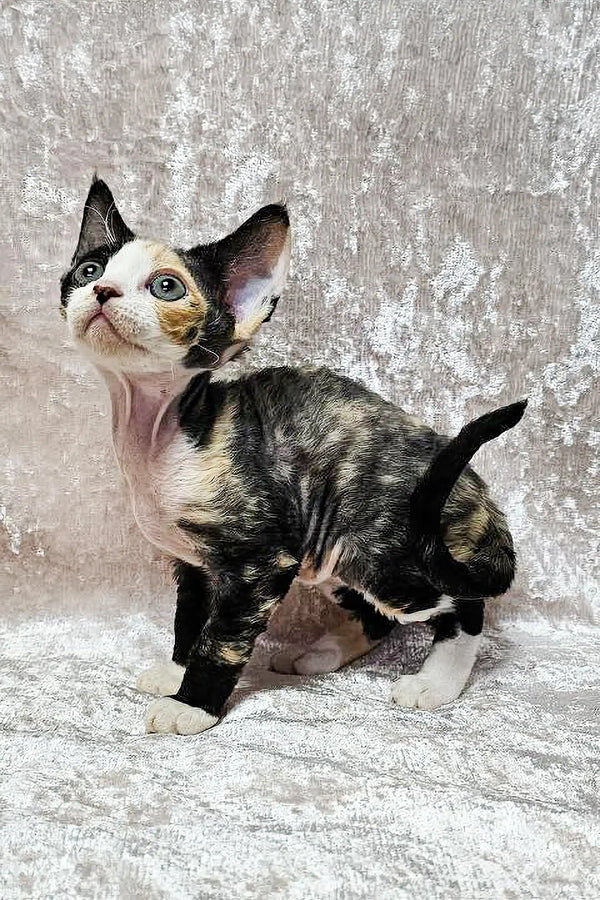 Calico Devon Rex kitten named Scarlett showing off her cute black, white, and orange fur