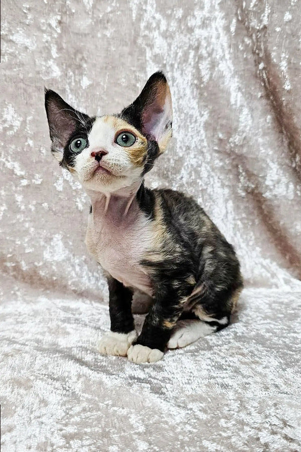 Curious Devon Rex kitten with black and white fur and big eyes in Scarlett product