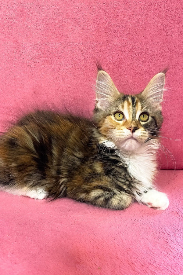 Scarlett | maine coon kitten
