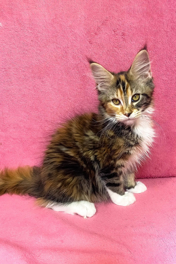 Scarlett | maine coon kitten