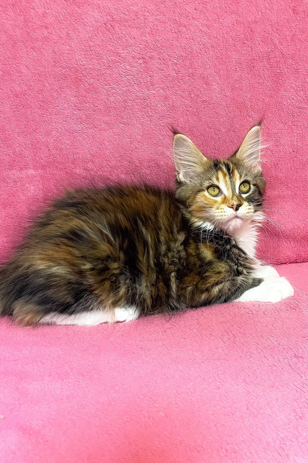 Scarlett | maine coon kitten