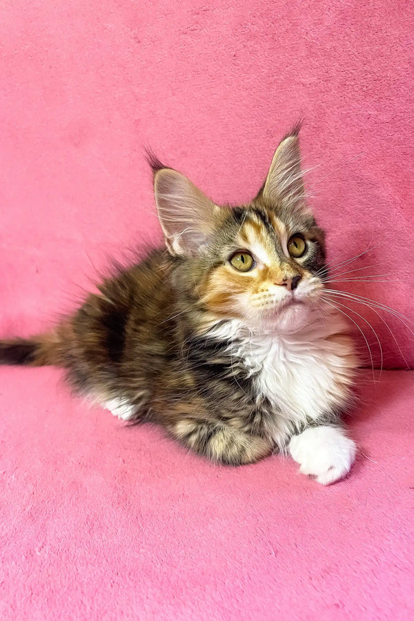 Scarlett | maine coon kitten