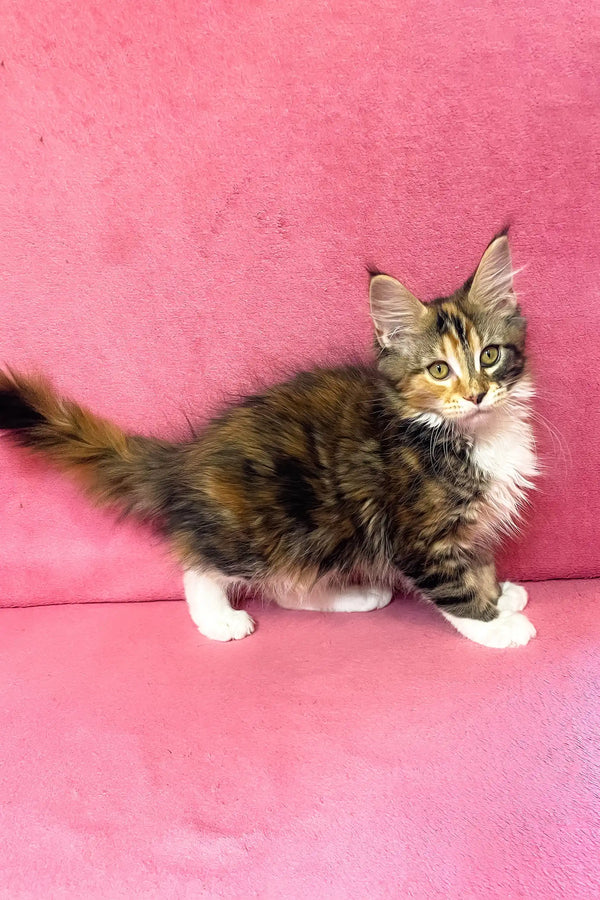 Scarlett | maine coon kitten