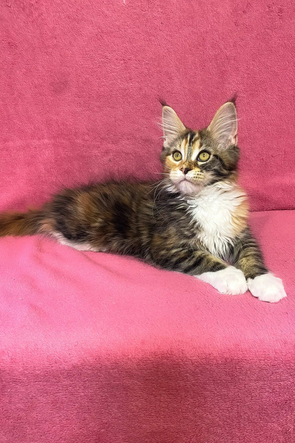 Scarlett | maine coon kitten