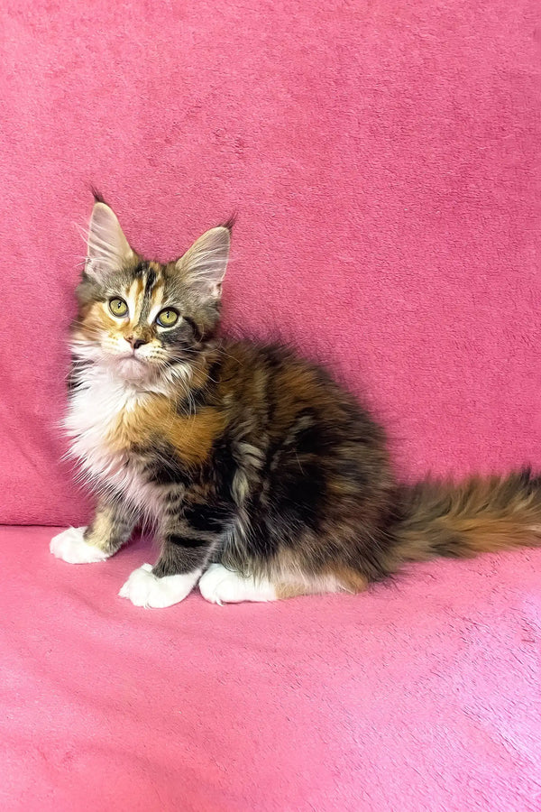 Scarlett | maine coon kitten
