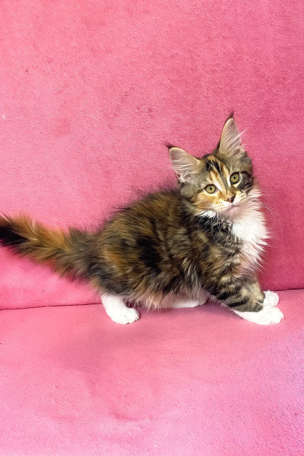 Scarlett | maine coon kitten