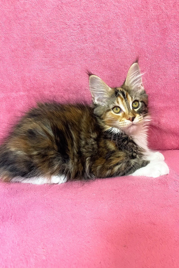 Scarlett | maine coon kitten