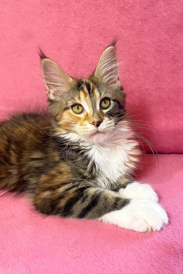 Scarlett | maine coon kitten