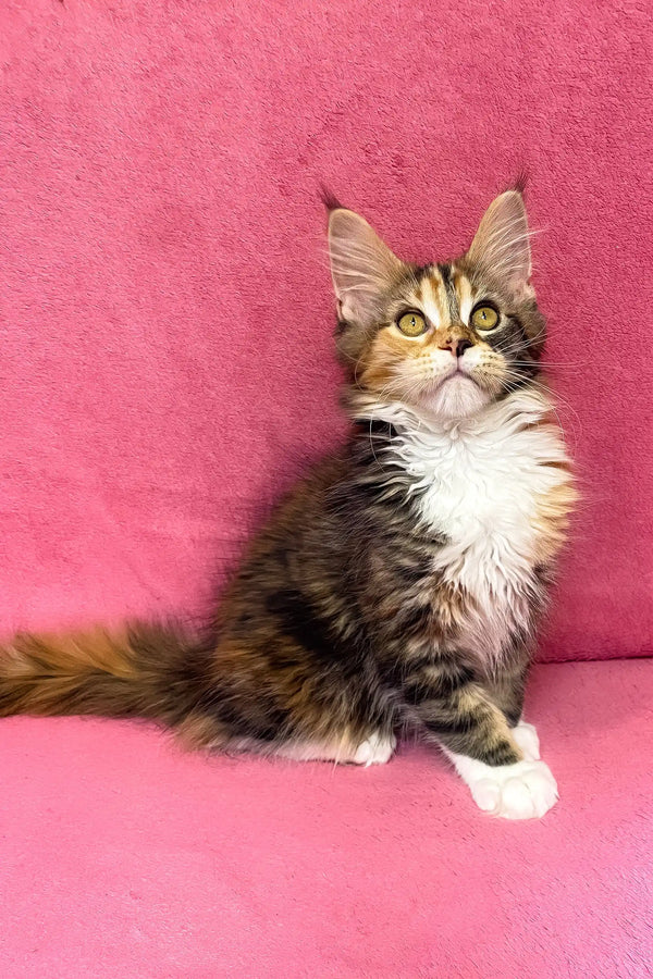 Scarlett | maine coon kitten