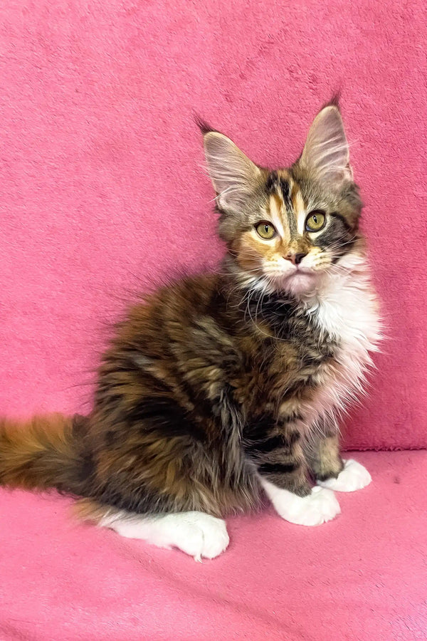 Scarlett | maine coon kitten