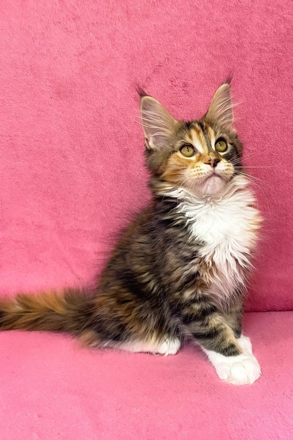Scarlett | maine coon kitten