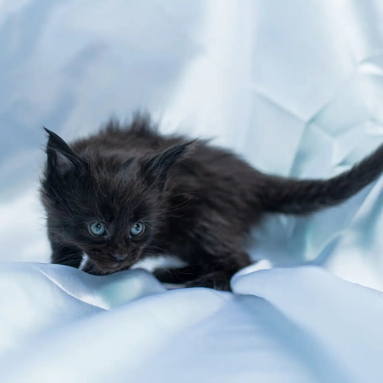 Maine Coon Kittens for Sale Scarlett | Kitten
