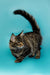 Fluffy Maine Coon kitten with a curved tail standing on a turquoise surface