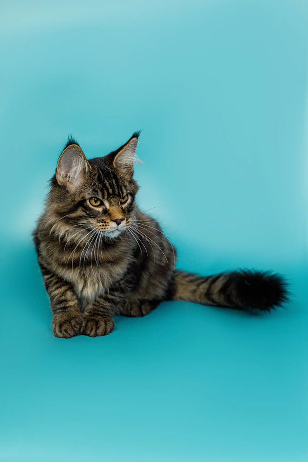 Charming Maine Coon kitten Seamus with fluffy tail and alert expression