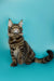 Tabby Maine Coon Kitten Seamus showing off his ear tufts and fluffy tail