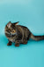 Tabby Maine Coon kitten with long fur crouching on a turquoise background