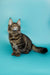 Fluffy Tabby Cat gazing up, showcasing the charm of a Maine Coon Kitten