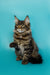 Tabby Maine Coon kitten with fluffy fur and cute ear tufts named Seamus