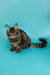 Striped tabby Maine Coon kitten with fluffy fur against a blue backdrop