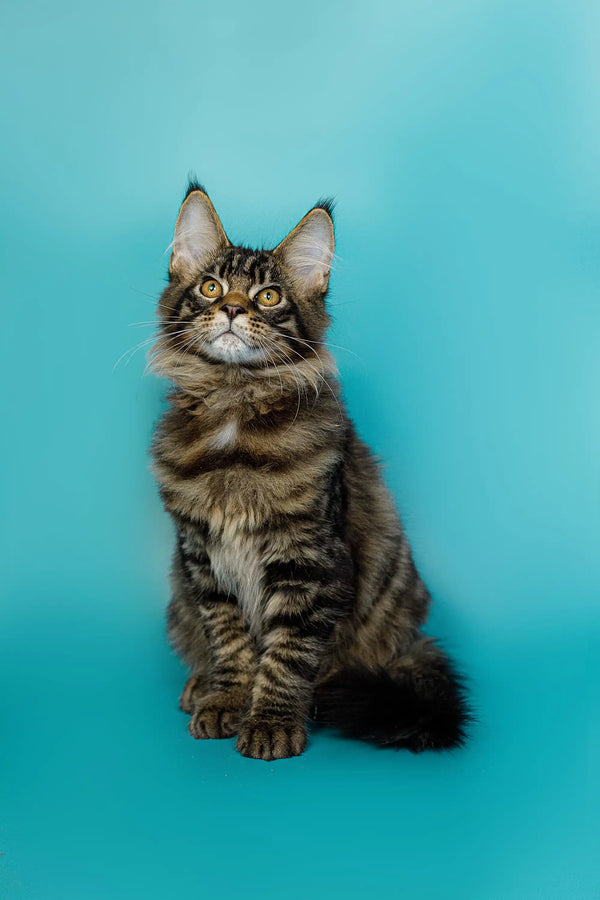 Alert Tabby Maine Coon cat sitting upright, perfect for any Maine Coon kitten lover