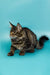 Fluffy Tabby Maine Coon kitten crouching with an alert expression on its paws