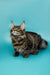 Fluffy Tabby Maine Coon Kitten with ear tufts, perfect for feline lovers