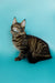 Tabby Maine Coon kitten with ear tufts relaxing against a turquoise backdrop