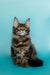 Adorable Maine Coon kitten named Seamus with fluffy coat and ear tufts