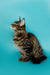 Tabby cat sitting upright with an alert expression, perfect for a Maine Coon kitten