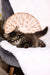 Sean | siberian kitten