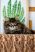 Sean | siberian kitten