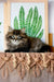 Sean | siberian kitten