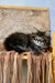 Sean | siberian kitten