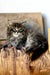 Sean | siberian kitten