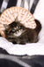 Sean | siberian kitten