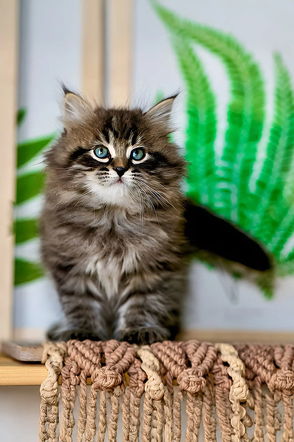 Sean | siberian kitten